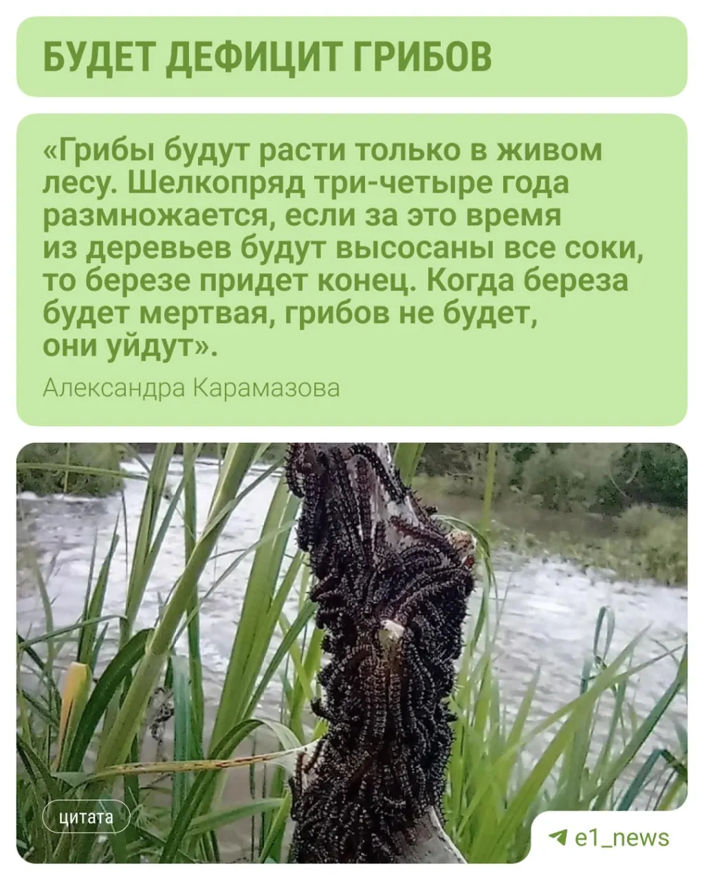 Гусеницы заполонили леса Екатеринбурга и области — эксперты предупреждают, что без деревьев грибы могут не вырасти; вспышка вредителей идёт с 2024 года и обычно длится 3–4 года.