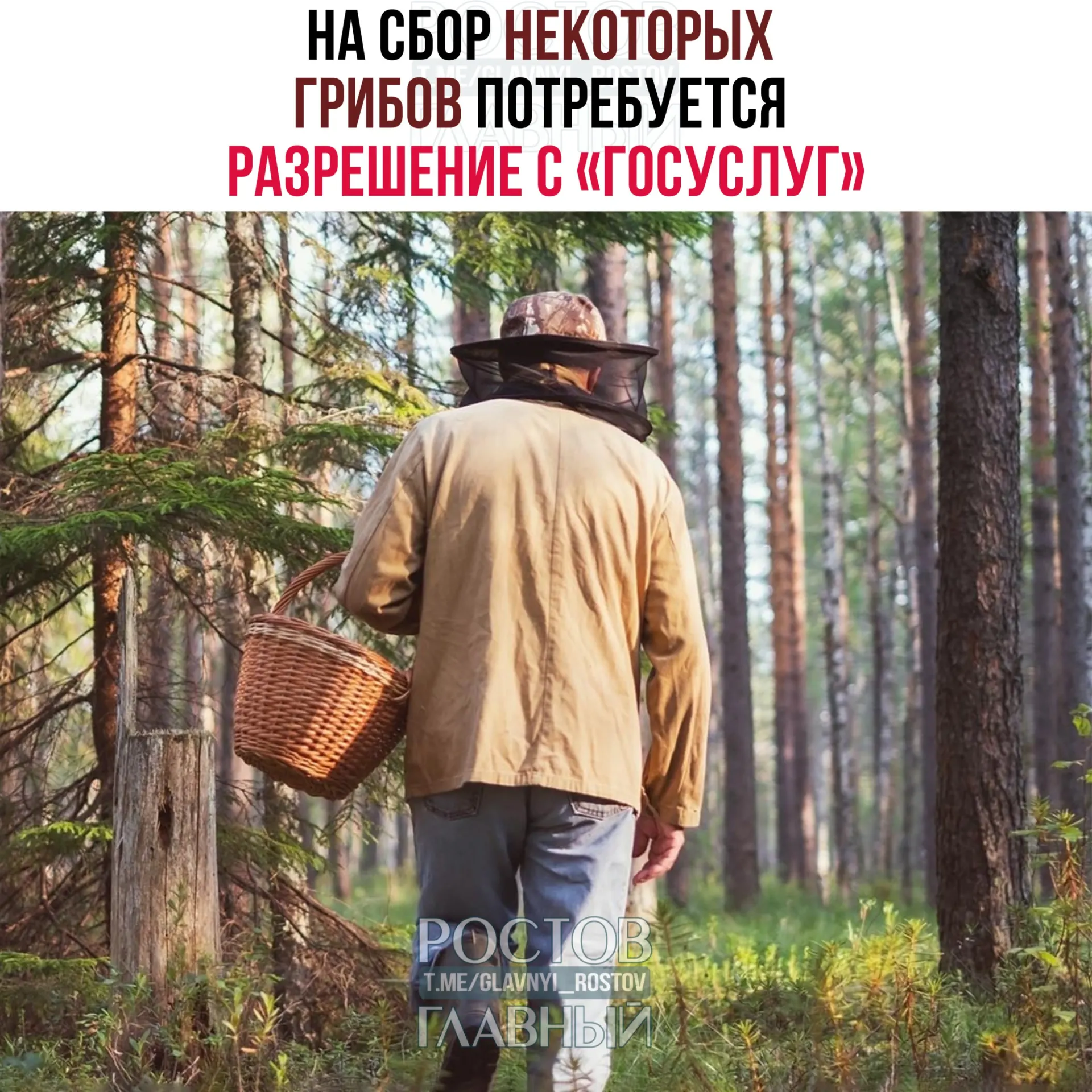 Для сбора ряда редких видов грибов потребуется разрешение через «Госуслуги». Заявки будут рассматривать до 15 дней; за сбор краснокнижных видов без разрешения грозит уголовная ответственность.