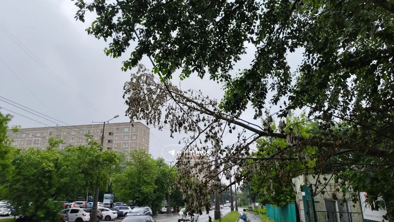 После сильного ветра дерево упало на линии электропередач у дома на Посадской, 22 и уже неделю не убрано; жители жалуются, что аварийные службы не отвечают.