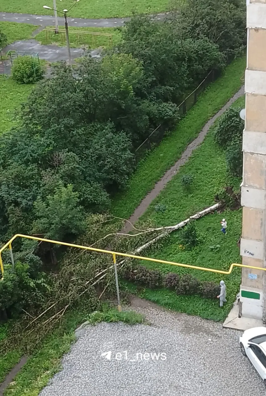 После ночной грозы в Екатеринбурге на улице Онуфриева упала берёза. В городе местами остались большие лужи, а также наблюдаются перебои с электроснабжением. Просим читателей делиться фото и видео последствий.