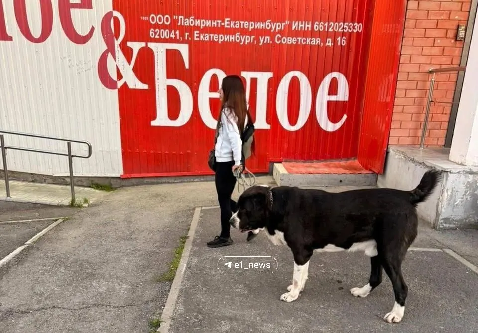 Между братом и сестрой в Екатеринбурге возник конфликт из‑за домашних животных: женщина утверждает, что алабай брата нападает на других собак и ранил её питомца. Полиция зарегистрировала сообщение и проводит проверку.