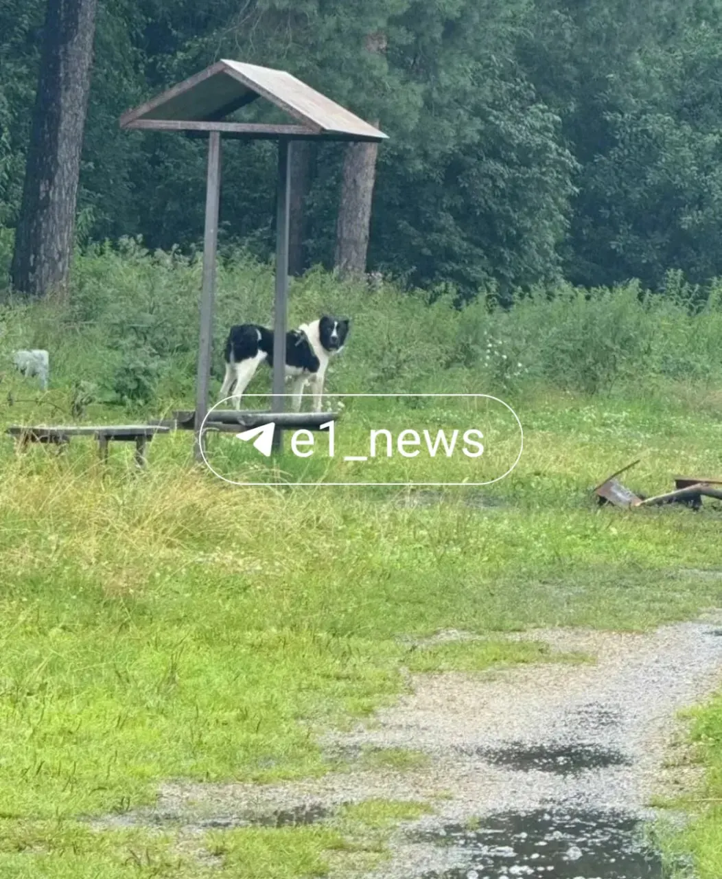 В парке «Малый Исток» жители вновь увидели крупную собаку без намордника и поводка. Люди опасаются за безопасность детей и домашних животных.