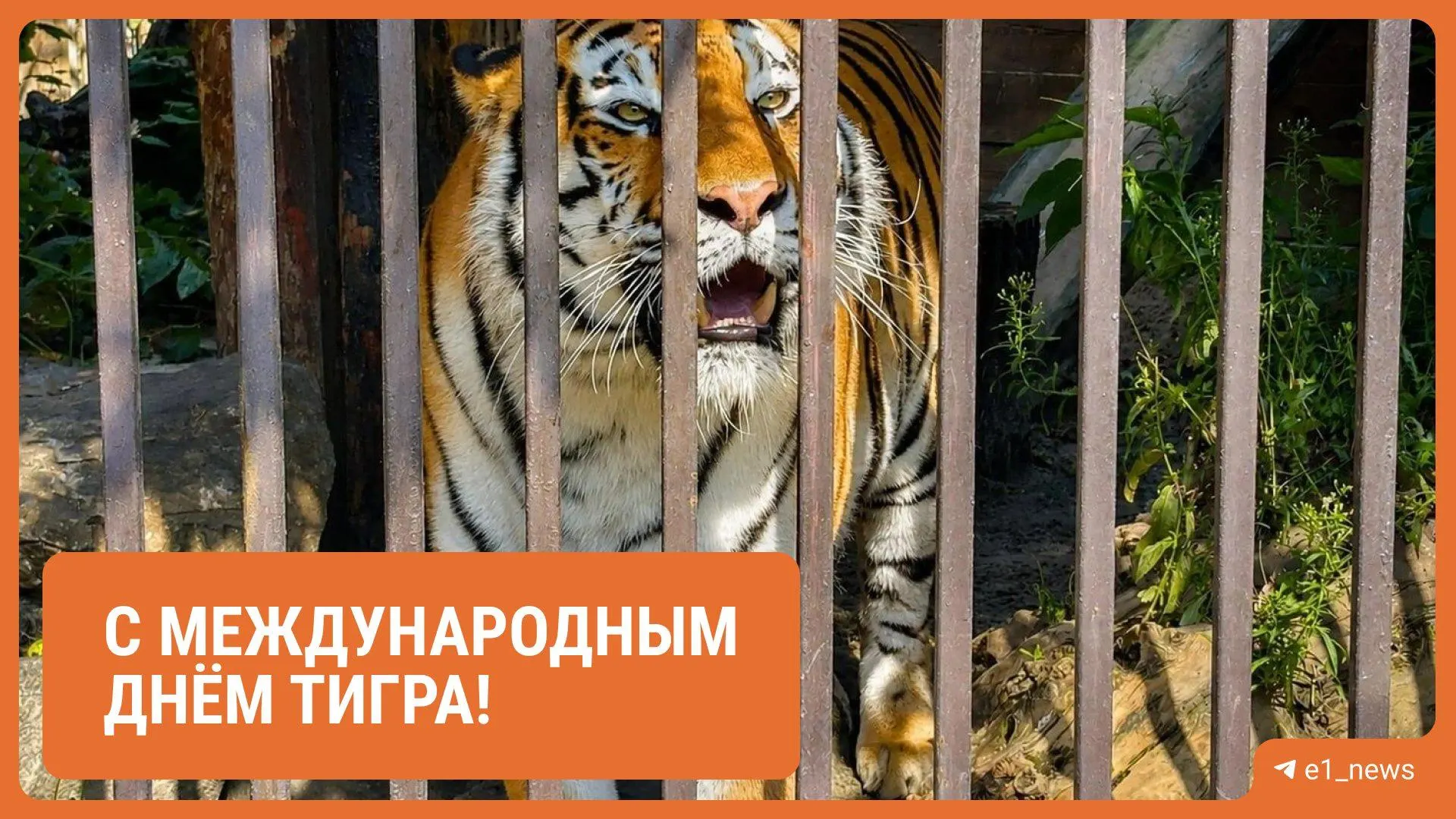 Для тигров устроили показательное кормление, а для посетителей — мастер-классы, экскурсии и фотозона. Заботу о животных оказывают компании-опекуны в рамках корпоративной программы.
