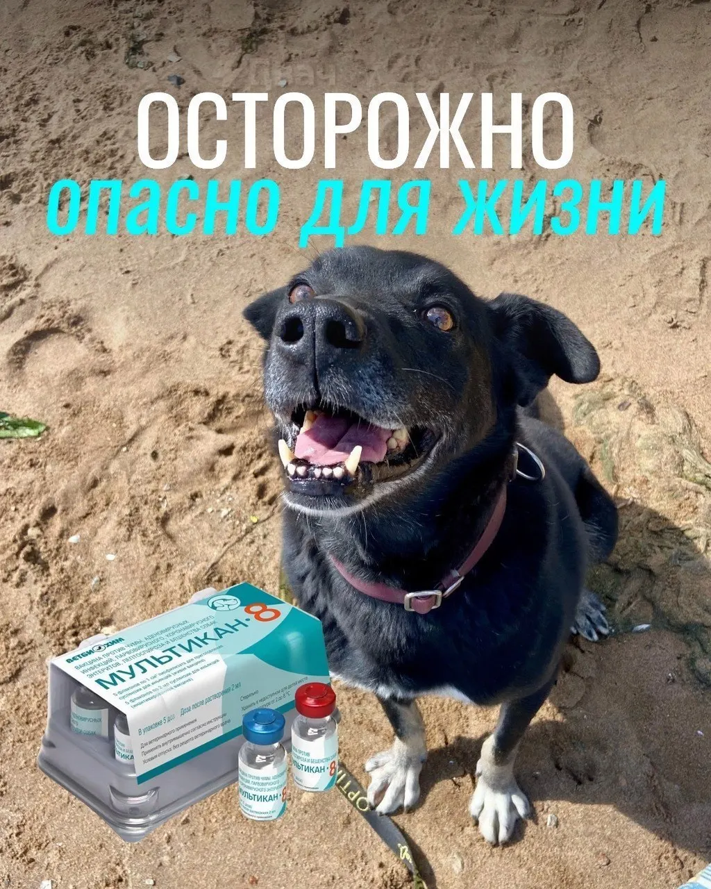 По словам владельцев, привитые животные переживали судороги, кровавую рвоту и другие тяжёлые реакции. Партия вакцины была изъята из клиник, однако причинно-следственная связь пока не подтверждена.