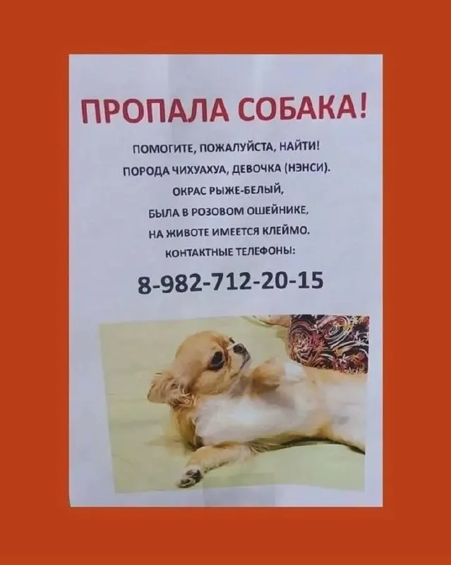 Чихуахуа по кличке Нэнси исчезла во время прогулки после встречи с двумя агрессивными овчарками в Екатеринбурге. Хозяйка обратилась в полицию, поиски продолжаются.