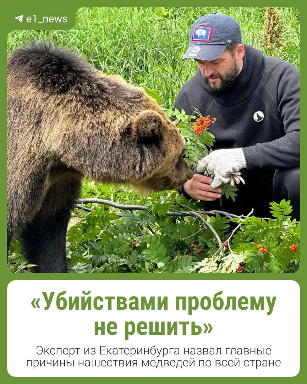 Недостаток пищи заставляет медведей приближаться к населенным пунктам Урала; эксперт предлагает альтернативы, чтобы не прибегать к убийствам.